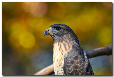 Birds of Prey