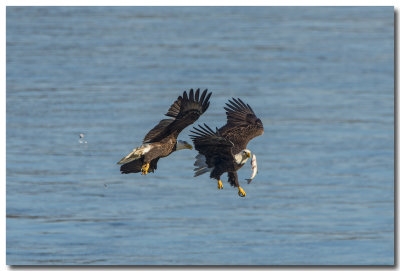 dsc_9554_F.jpg