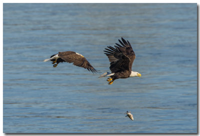 Conowingo Dam
