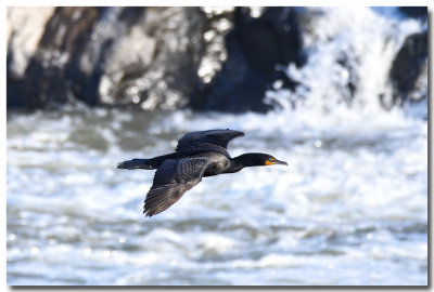 DSC_1443_F.jpg