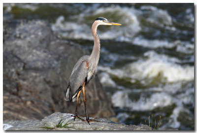 DSC_2307_F.jpg