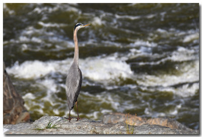 DSC_2395_F.jpg