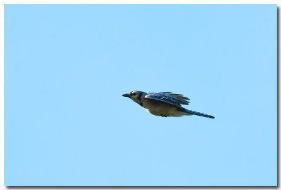 DSC_7468_F.jpg