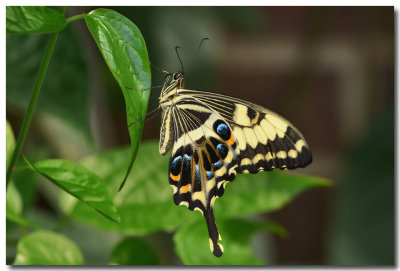 DSC_9109_F.jpg