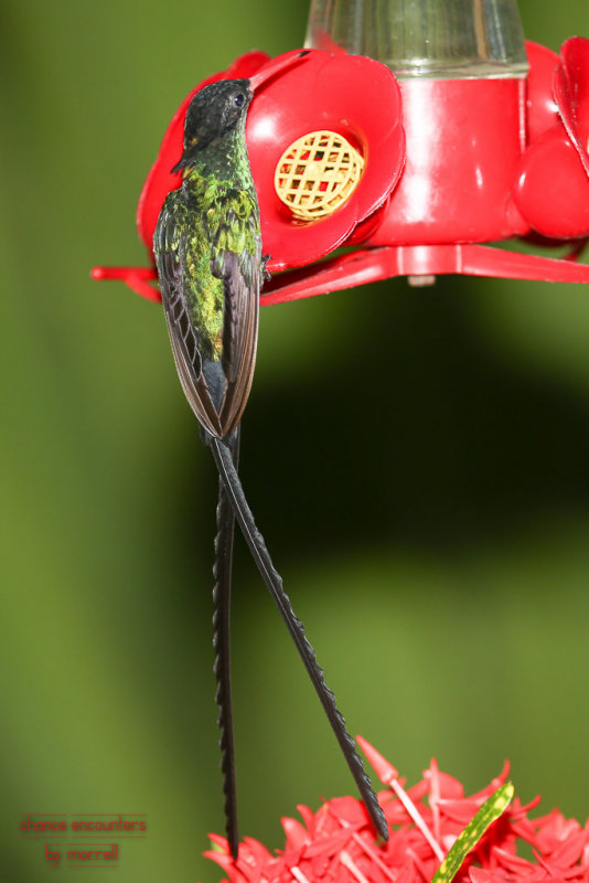 hummneg0717-004.jpg