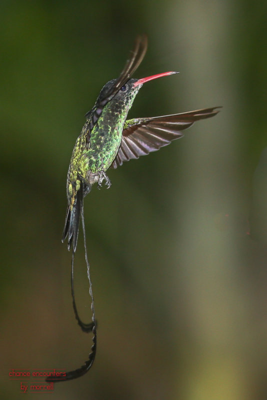 hummneg0717-011.jpg
