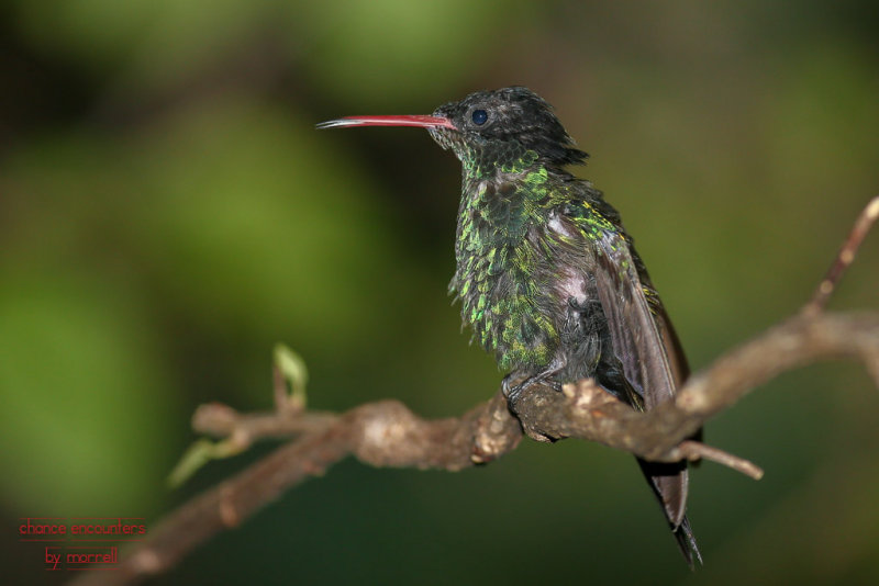 hummneg0717-015.jpg