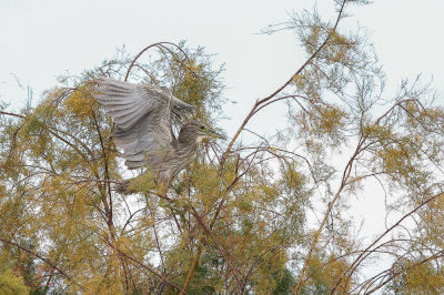 Henderson Bird Viewing Preserve