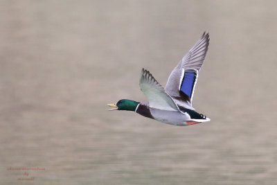 Henderson Bird Viewing Preserve
