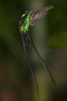 hummneg0717-012.jpg