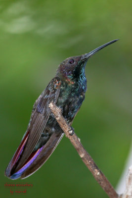 hummneg0717-013.jpg