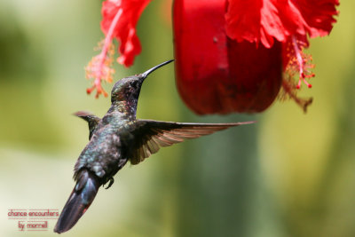 Hummingbirds (mostly) at Barney's, Negril