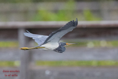 some_florida_birds