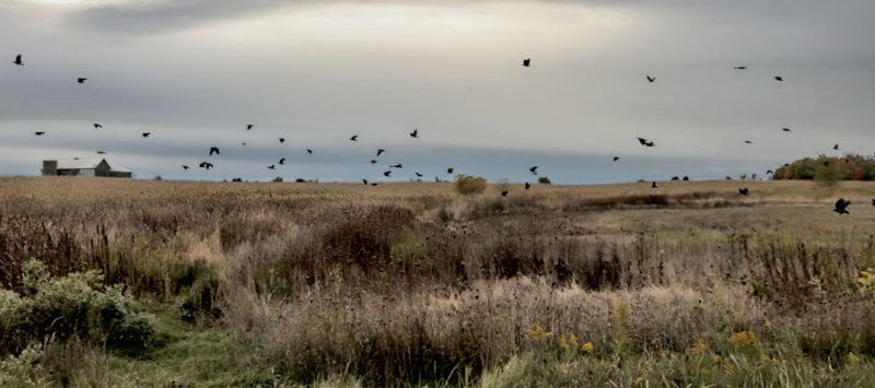 The Crows 