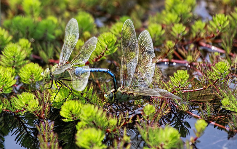 Mating Dragons 