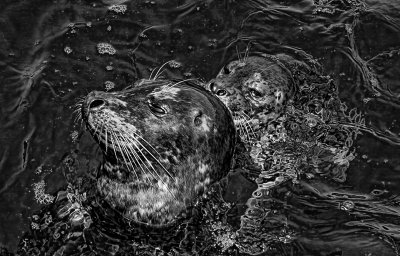 Seal and Pup BW 