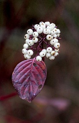 Dogwood 