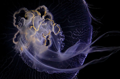 Jellyfish 