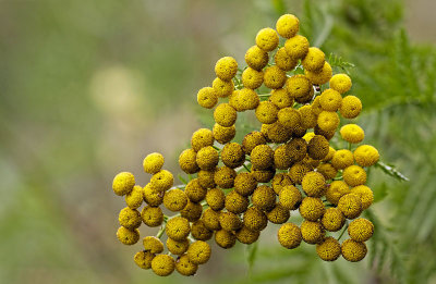 Yellow flowery Thing