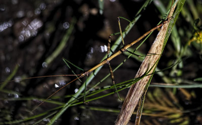 Stick Insect 