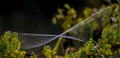 Twisted Web 