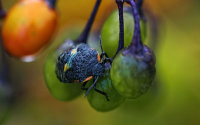 Dew on a Bug 