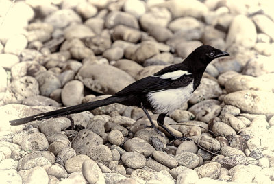 Black-Billed Magpie 