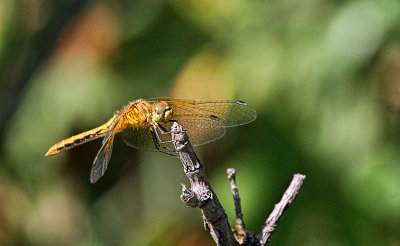 Meadowhawk Dragonfly 