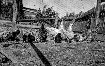 Toronto 1915 Neg Scan 27 Chickens