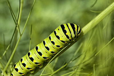 Caterpillar