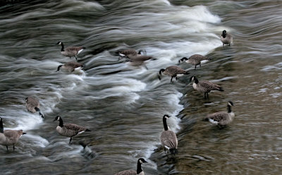Geese in the Rapids