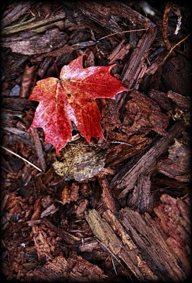 Fall Preview