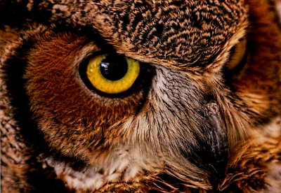 Owl Eye 