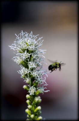 Buzz Off