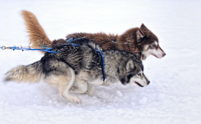 Sled Dogs 