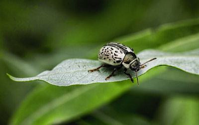 Calligrapha multipunctata 