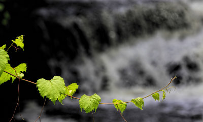 Vine by the Falls
