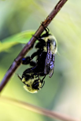 Mating 