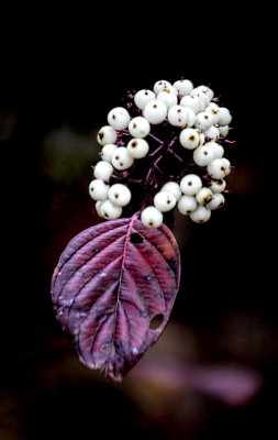Fall Dogwood