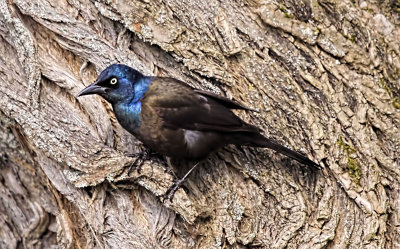 Common Grackle 