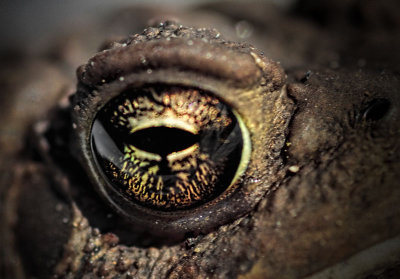 Eye of Toad 