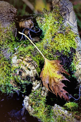 Leaf and Moss