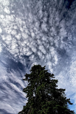 Tree and Clouds 