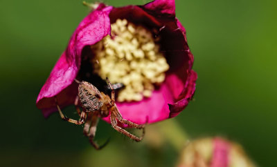 The Spider and the Flower 