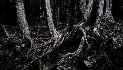 Tangled Roots 