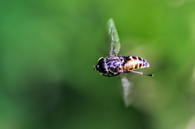 Hoverfly 