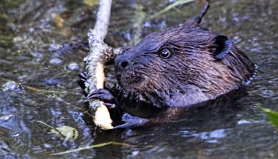 A Beaver and his Stick 