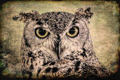 Great Horned Owl 