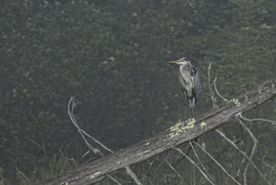 Heron on a Log 