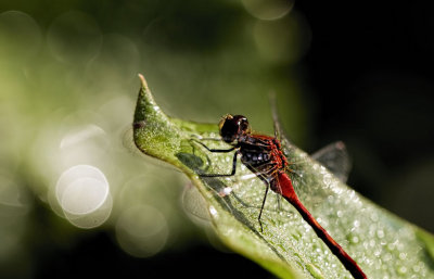 Dragon on Dew 